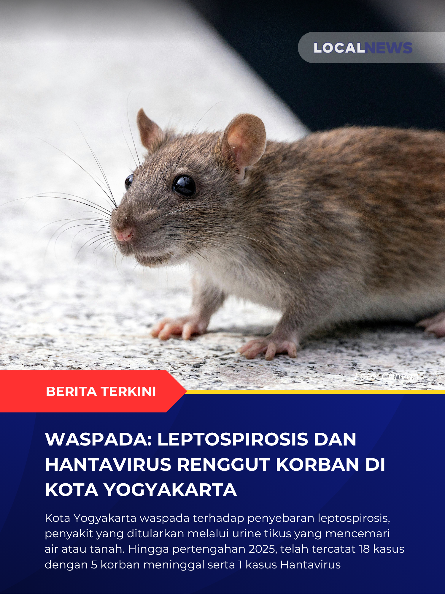 Waspada: Leptospirosis dan Hantavirus Renggut Korban di Kota Yogyakarta
